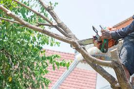 Tree Service